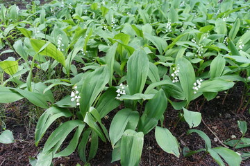 Glade covered with flowering lily of the valley in mid May