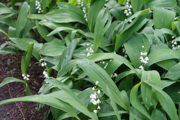 Little white flowers in the leafage of lily of the valley in mid May