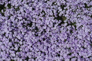 Numberless violet flowers of phlox subulata in mid May