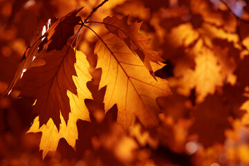 Golden Autumn Oak Leaves Close-Up On Branch With Warm Backlight