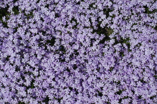 Numberless violet flowers of phlox subulata in mid May