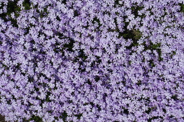 Fototapeta premium Top view of violet flowers of phlox subulata in mid May