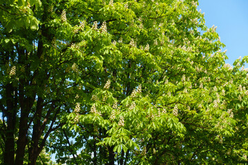 Fototapeta premium Lots of flowers of horse chestnut tree in mid May