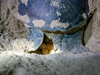 A green sea turtle (Chelonia mydas) laying eggs in the Ras Al-Jinz turtle sanctuary in Oman.