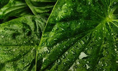 green leaf background in dark tones for graphic design.
