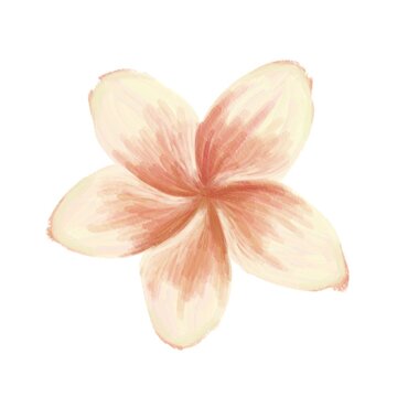 Frangipani flower illustration 