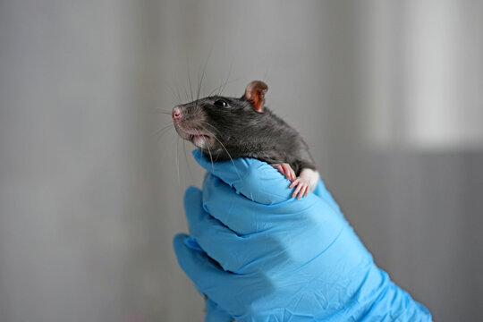 Gray rat being held by a gloved hand in a clinical setting, showcasing its features and the careful handling during a veterinary examination or research procedure