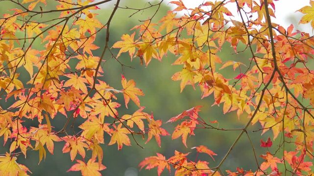 Autumn Maple Leaves Swaying in Soft Sunlight, Calm Nature Background