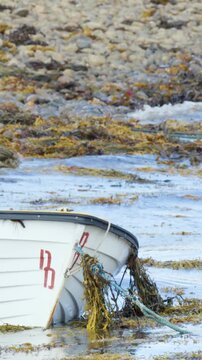 Close Up of White Rowboat Bow Resting on Kelp Covered Shore