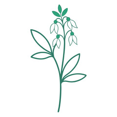 Fototapeta premium corydalis sempervirens line art on white background