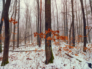 forest covered with snow
