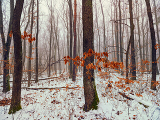 forest covered with snow