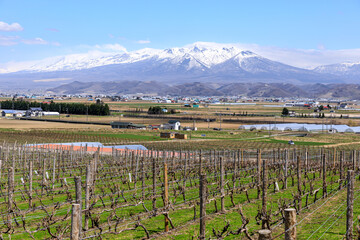 北海道富良野市、葡萄畑の奥にそびえる富良野岳、前富良野岳、十勝岳【4月】