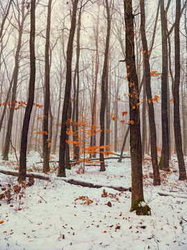 snow covered winter forest