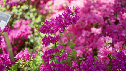 Obraz premium Vivid magenta azaleas in full bloom create a vibrant floral display outdoors in a dutch garden, with sunlight highlighting their delicate petals against lush green leaves