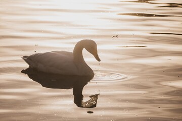 白鳥の群れが飛び立つ冬の朝