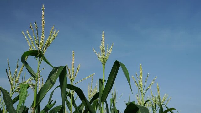 corn tassels in pollination during clear skies