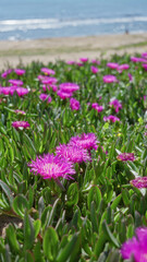 Fototapeta premium Vibrant pink flowers of carpobrotus edulis thriving in torrevieja's sunny outdoors highlight the coastal beauty against a serene seascape backdrop.