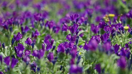 Vibrant torrevieja field with purple echium flowers blooming under sunny sky showcasing mediterranean flora beauty.