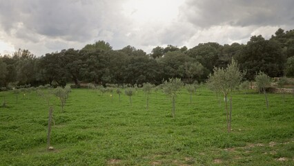 Obraz premium Lush vineyard landscape with mediterranean trees and greenery under a cloudy sky creating a serene, blurred, and defocused backdrop perfect for nature-themed projects.