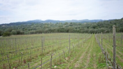 Obraz premium Blurred vineyard scene with lush greenery and defocused background, capturing the essence of mediterranean fields on a sunny day.