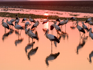 A flock of Oriental white storks frolic on the lake surface under the setting sun.