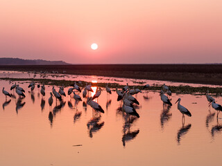 A flock of Oriental white storks frolic on the lake surface under the setting sun.