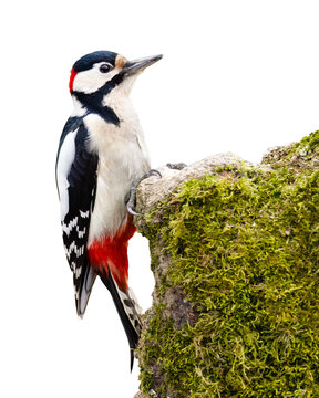 Great spotted woodpecker / Buntspecht (Dendrocopos major)