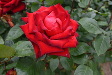 様々な薔薇の花たち