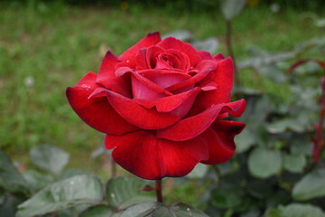 様々な薔薇の花たち