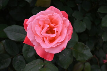 様々な薔薇の花たち