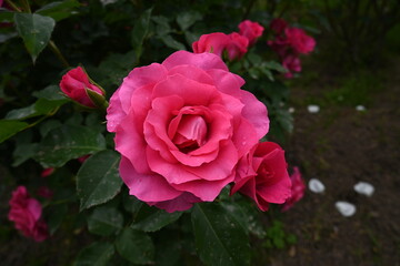 様々な薔薇の花たち