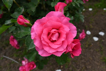 様々な薔薇の花たち