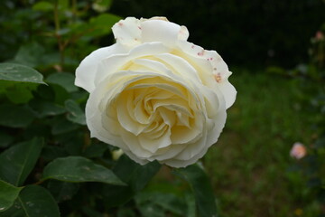 様々な薔薇の花たち