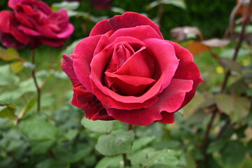 様々な薔薇の花たち