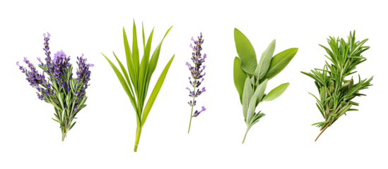 Lemongrass, rosemary, lavender, and sage plants arranged together fresh aromatic herbs on transparent background