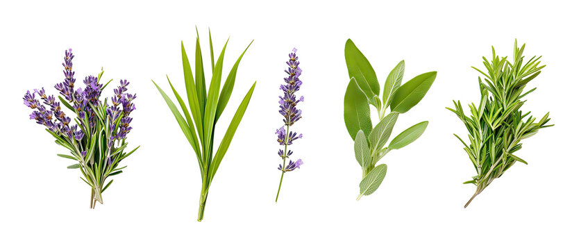 Lemongrass, rosemary, lavender, and sage plants arranged together fresh aromatic herbs on transparent background