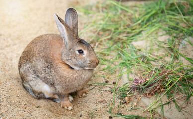 Fototapeta premium cute brown and grey domestic or wild European rabbit (Oryctolagus cuniculus) sitting attentively on sandy ground with green grass in the background in a natural environment on a sunny day.