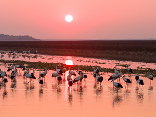 A flock of Oriental white storks frolic on the lake surface under the setting sun.