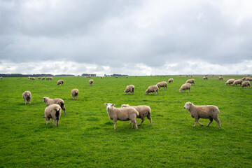 Obraz premium Grazing sheep in a green field near Twelve Apostles, Great Ocean Road, Australia