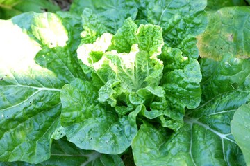 Fresh Green Chinese Cabbage Vegetables in the Garden.