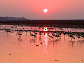 A flock of Oriental white storks frolic on the lake surface under the setting sun.