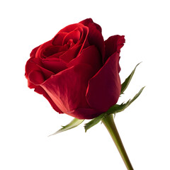 Single red rose flower, isolated on transparent background