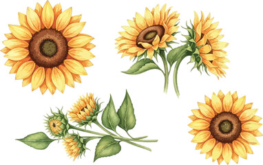 Beautiful watercolor illustration set featuring vibrant yellow sunflowers and green buds on a clean white background.