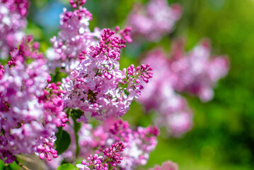 Pink lilac blooms in the Botanical garden
