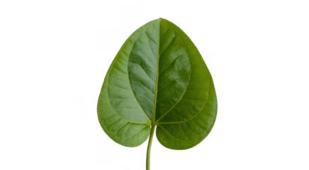 Green Leaf plant nature foliage isolated on a transparent background
