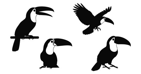 Obraz premium toucan silhouette art in perched, flying, and expressive tropical bird poses