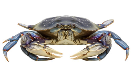 Isolated, facing crab with large claws and blue legs, ready to cook and serve seafood