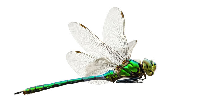 Isolated Emperor dragonfly with iridescent wings and body sitting, close-up side view