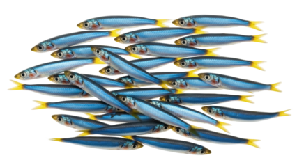 Isolated school of silver fish with yellow tails swim together in group shoal aquatic